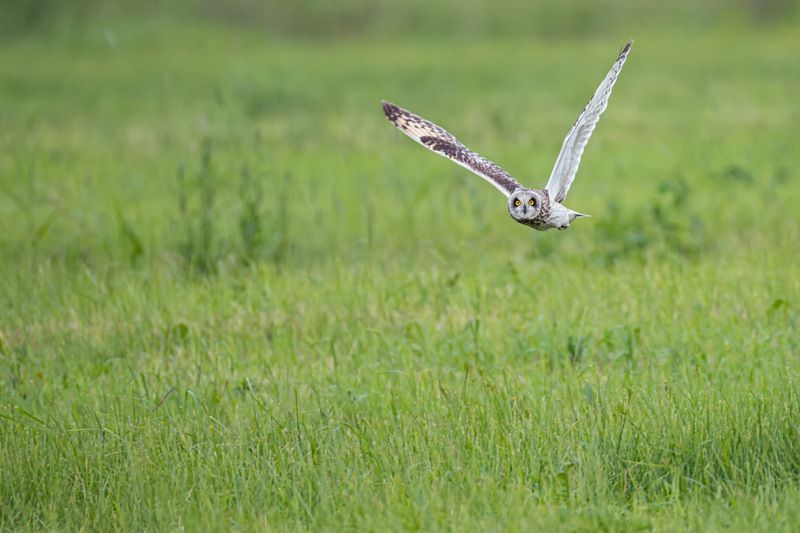 болотная сова, сова, птицы Охота болотной совыphoto preview