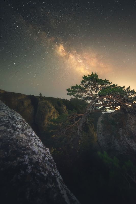 Цепляясь ветками за скалу и звёздыphoto preview