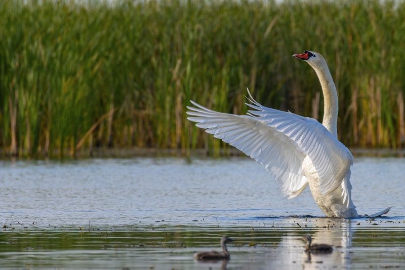 лебедь-шипун, птицы, пернатые Я приветствую тебя, новый день!photo preview