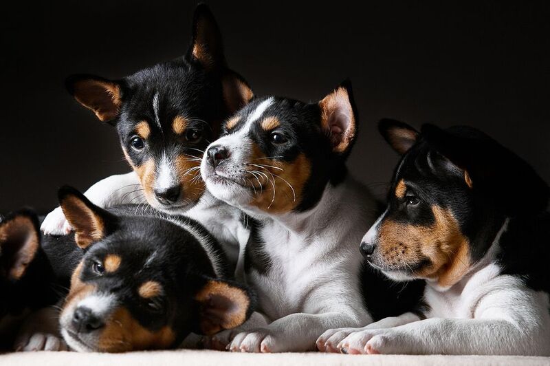 щенки, басенджи, съемка собак, животные Братьяphoto preview