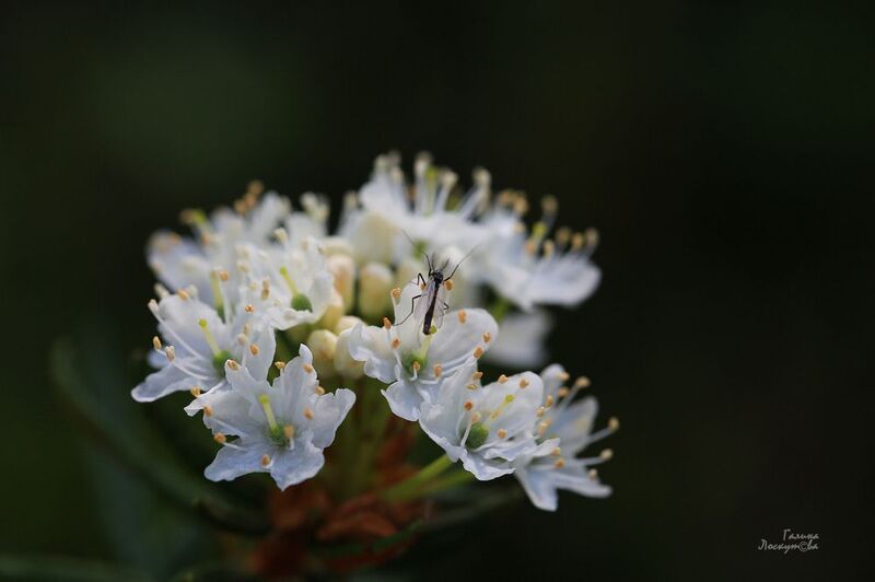 цветок, багульник, насекомое, боке Утренний нектарphoto preview