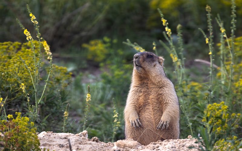Байбак в Воронежских степях. photo preview