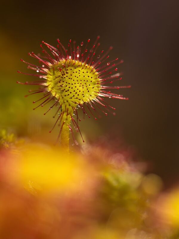 макро, природа, дикая природа, болото, арт, nature, wildlife Росянкаphoto preview