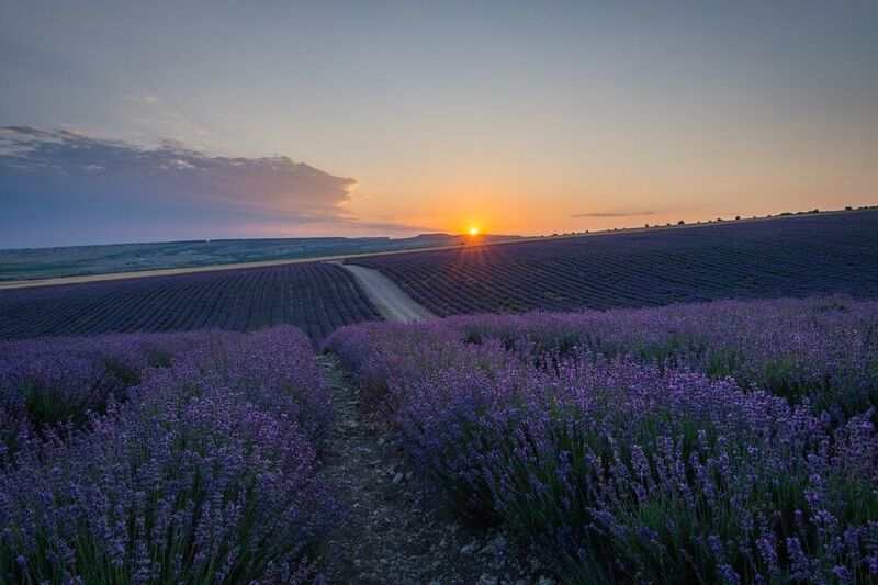 лаванда, поле с лавандой, тургеньевка, бахчисарай, крым Лавандовые поля в Тургеньевкеphoto preview