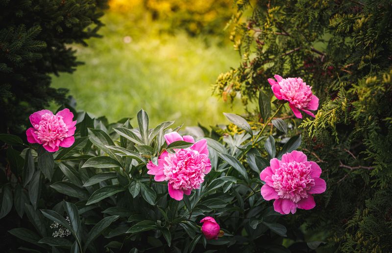 Цветение... фото превью