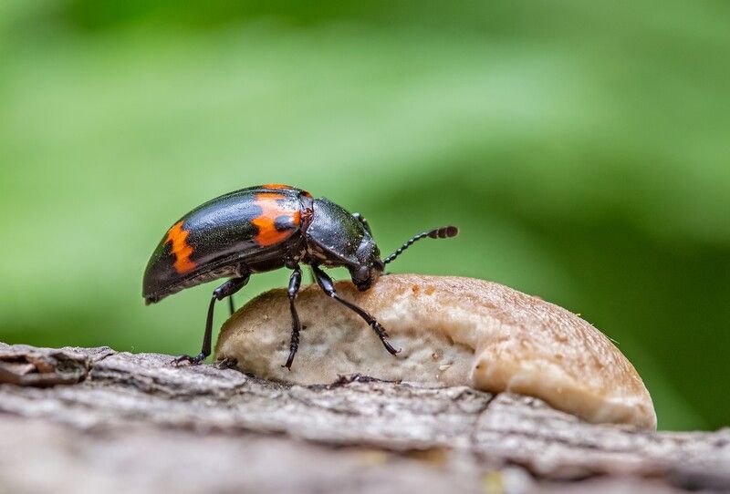 грибной жук episcapha morawitzi Грибной жук фото превью