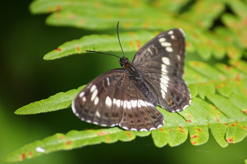 Ленточник камиллаphoto preview