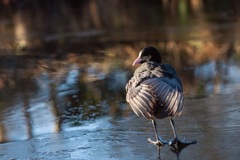 лысуха;, лёд;, весна;, мечты;, иллюзии;, fulica, atra;, eurasian, coot;, ice;, spring;, dreams;, illusions Лысуха. В мечтах и иллюзиях.photo preview