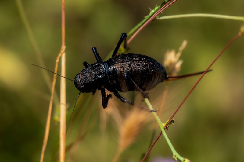 butterflies, insects insectsphoto preview