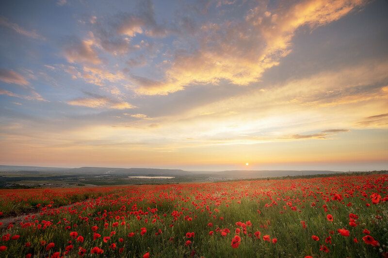 маки, маковые поля, крым, пейзаж Море Маковphoto preview