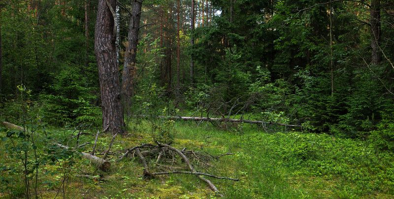 лес, лето  фото превью
