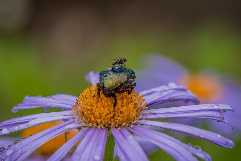 Наездницаphoto preview