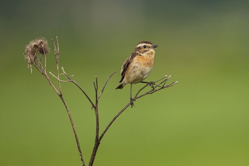 луговой чекан, чекан, птицы Луговой чеканphoto preview