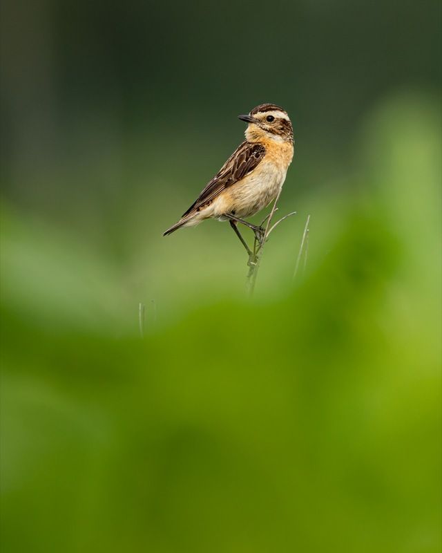 луговой чекан, чекан, птицы Луговой чеканphoto preview