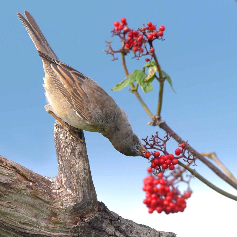 Сладка ягода.photo preview