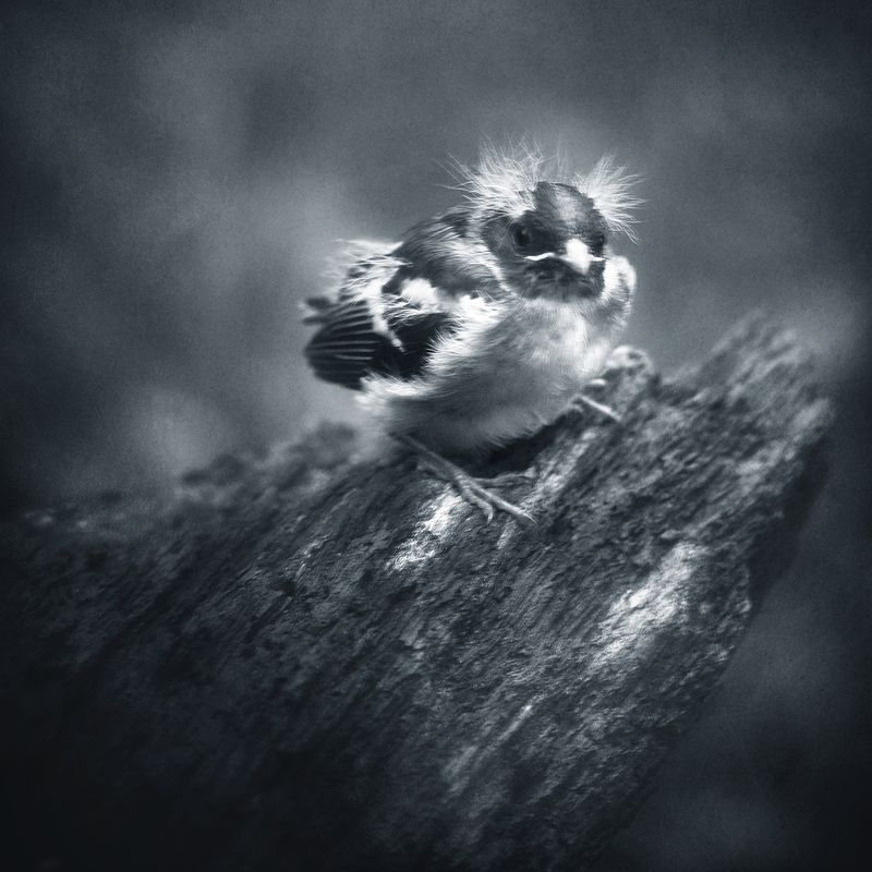 чб, птицы, птенец Чудо в перьях.photo preview