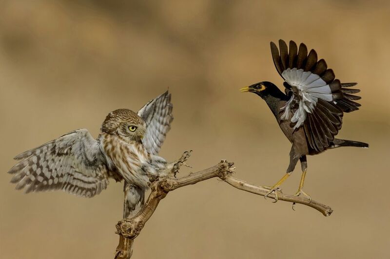 The battle photo preview