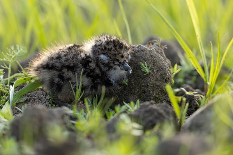 чибис, птенец, чибисенок, птицы Найди меня, если сможешьphoto preview