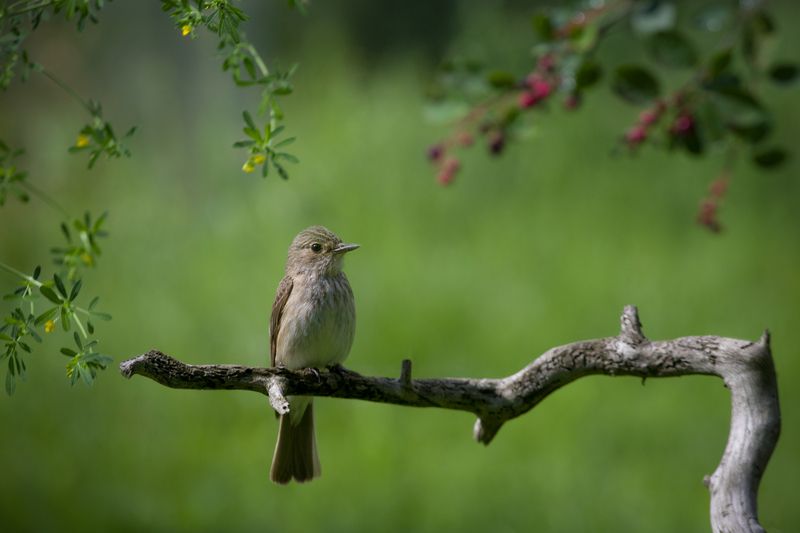 мухоловка, птицы, лето, birds, wildlife, spotted flycatcher Серая мухоловкаphoto preview