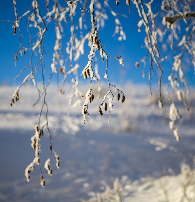 зимний этюдикphoto preview