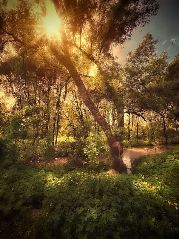 пейзаж, landscape, nature, природа, лето, summer, sunset, закат, лес, forest ***photo preview