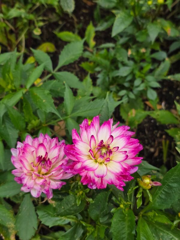 анютины глазки, пионы, розы, гортензии, георгины, Цветениеphoto preview