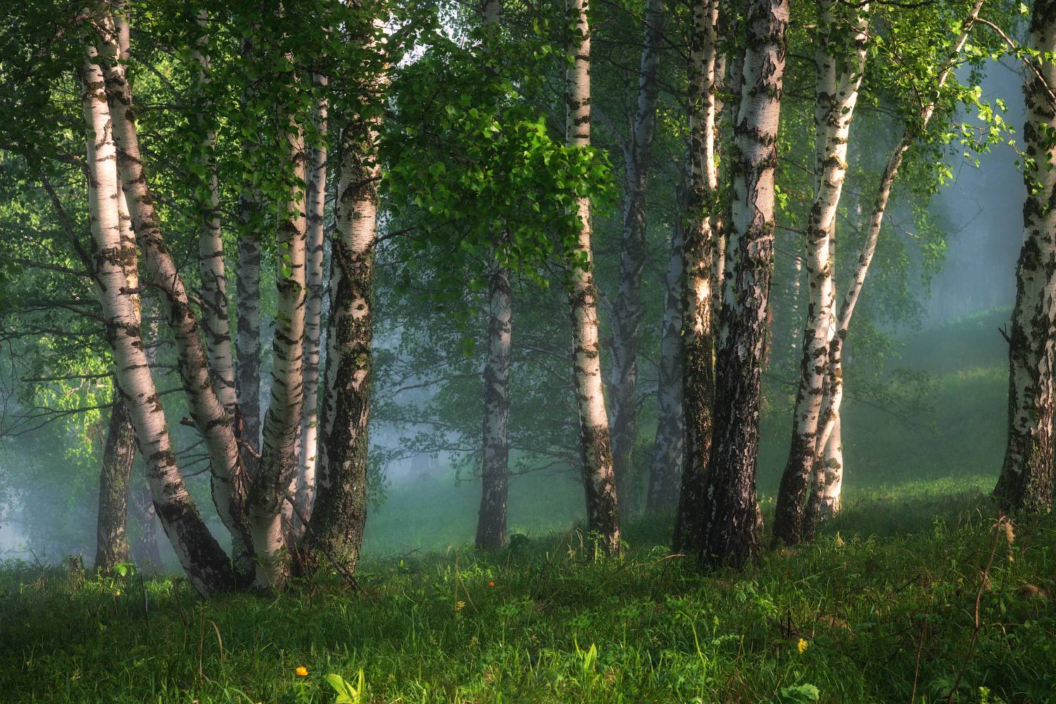 алтайский край, алтайский район, предгорья, березовый лес, берёзовая роща, берёзы, утро в лесу, Рубан Елена