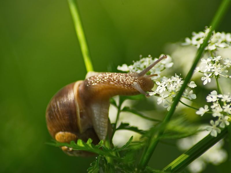 Ещё один ценитель ароматаphoto preview