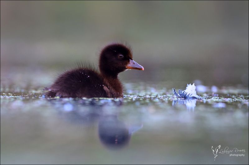 Малыш и лунный цветокphoto preview