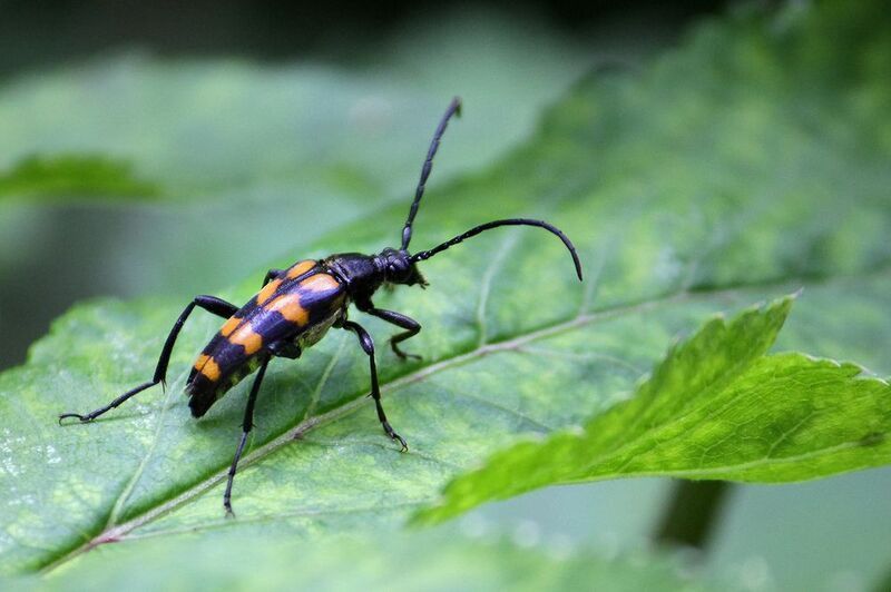 Лептура Четырёхполосая (Leptura quadrifasciata)photo preview