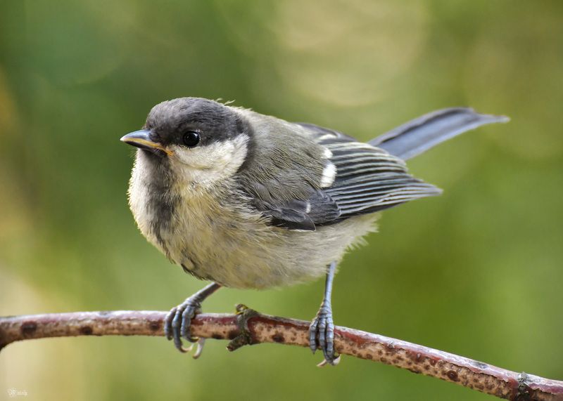 Большая синица (молоденькая)photo preview