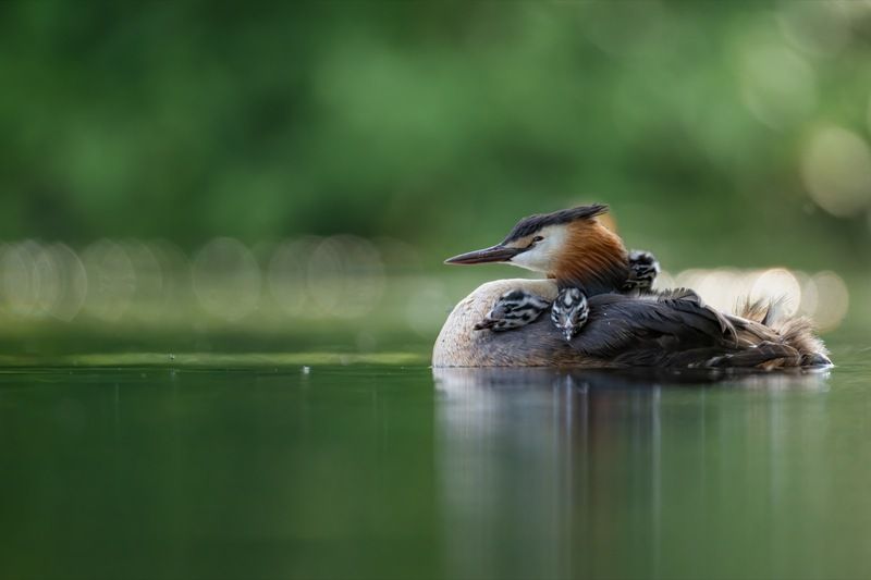 чомга, птенцы, птицы, поганка, большая поганка Тихий час фото превью