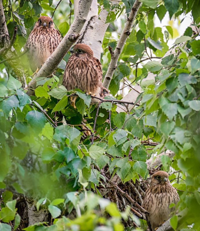 птицы, хищник, пустельга, гнездо, птенцы, Гнездо пустельги. (3 ФОТО)photo preview