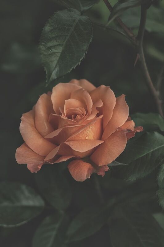 Пионовидные розыphoto preview