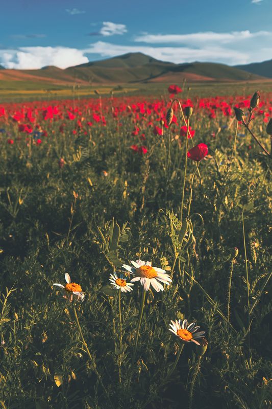 flower at castelluccio di norciaphoto preview