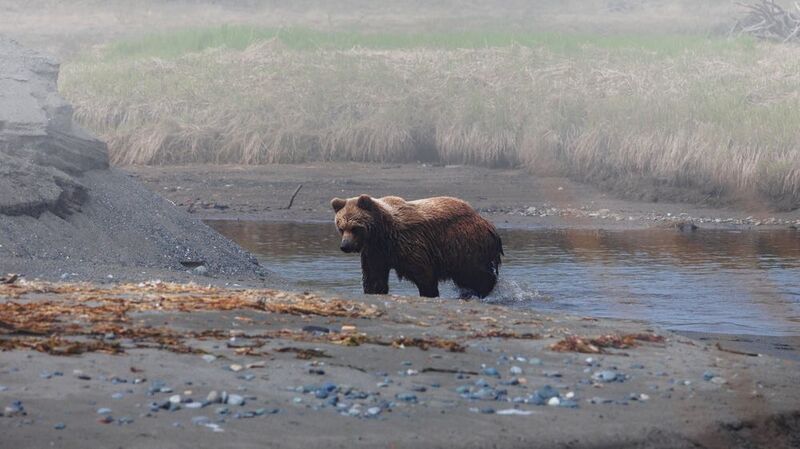медведь, камчатка, корф, тиличики, север Медведь в Корфеphoto preview