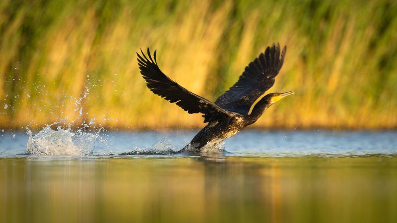 Cormorantsphoto preview