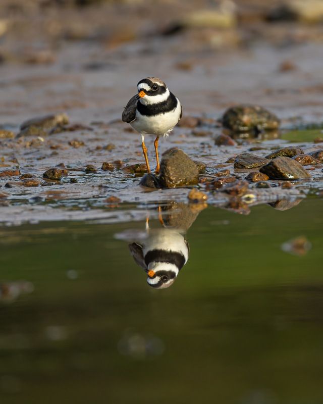 галстучник, кулик, птицы Галстучникphoto preview