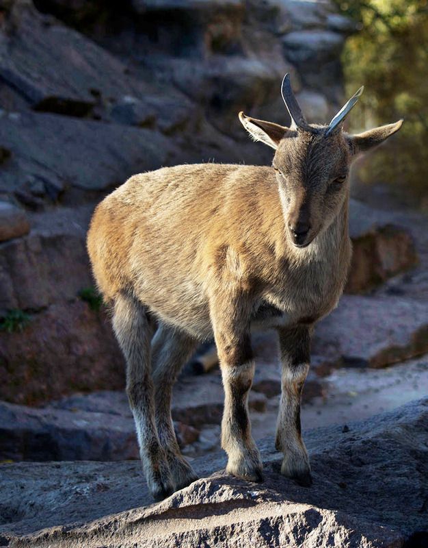 Красоткаphoto preview