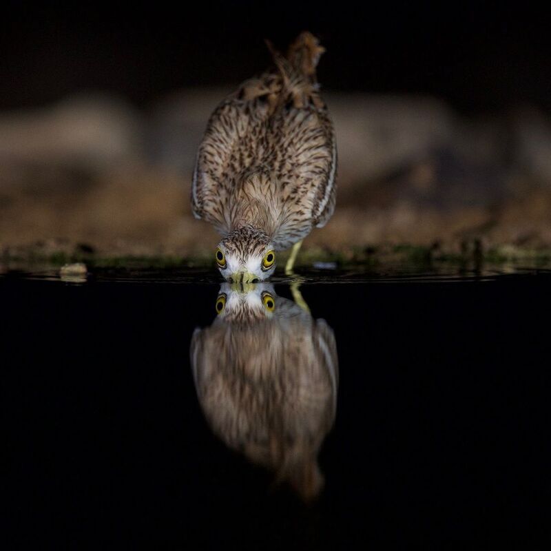 Eurasian ston-curlewphoto preview