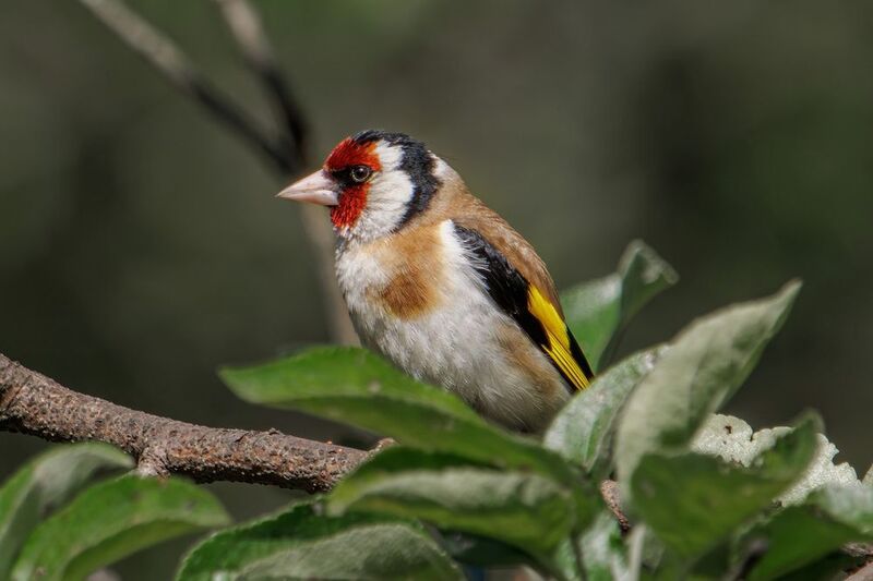 Черноголовый щеголphoto preview