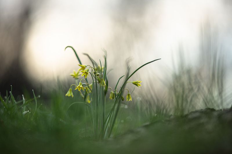 гусиный лук, весна, природа, утро, лес, россия, воронеж, nikon d850, фотообъектив: carl zeiss makro-planar t* 100mm f/2 zf.2 Под пологом старого дуба...photo preview