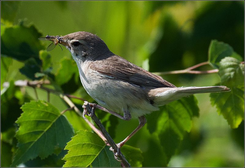 москва, июнь, парк, камышовка-барсучёк, птица *  *photo preview