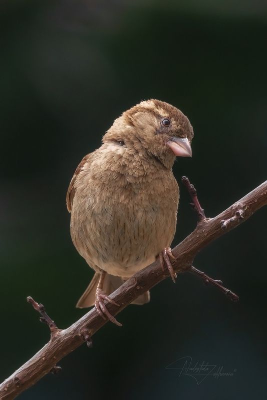наблюдения за птицами, воробьи, воробей, воробей домовой, птицы, портреты птиц, эмоции, лето, лето2025 Домовёнок***photo preview