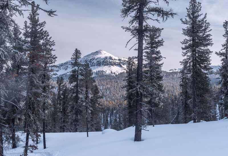 Зима, снег, Хамар-Дабан, Прибайкалье, закат Леса Хамар-Дабанаphoto preview