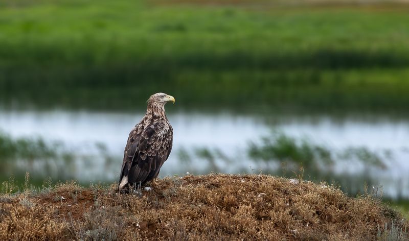 Орлан-Белохвост. photo preview