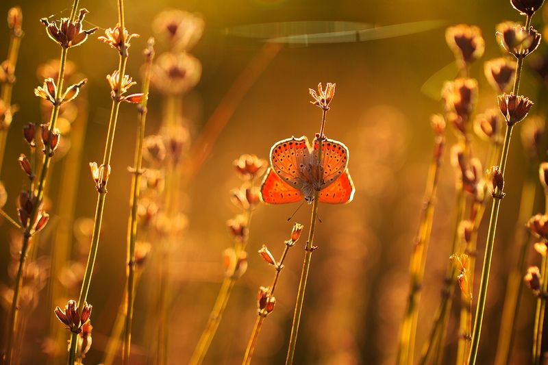 бабочка, макро, лето, солнце Летоphoto preview