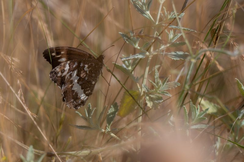 butterflies, insects butterfliesphoto preview