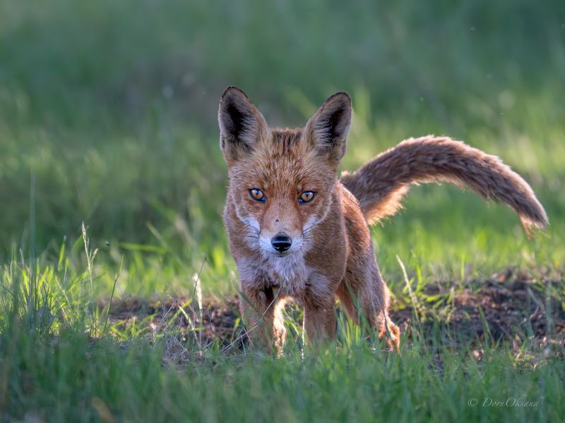 fox, predators, wild, animals, рыжая, обыкновенная, лиса, хищники, дикие, животные Глаза в глазаphoto preview