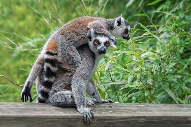 кольцехвостый лемур; кошачий лемур; лемур катта;маки; lemur; ring-tailed lemur; lemur catta; Сел на головуphoto preview